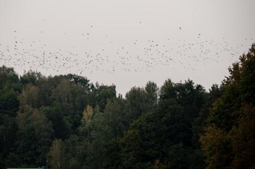 2024 09 07 Tėkmėje. Rumšiškės. Astos Sabonytės nuotr.